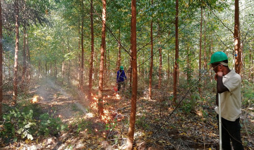 BRIGAID GIFF evaluates the use of prescribed fires in eucalyptus plantations in Mozambique BRIGAID GIFF evaluates the use of prescribed fires in eucalyptus plantations in Mozambique
