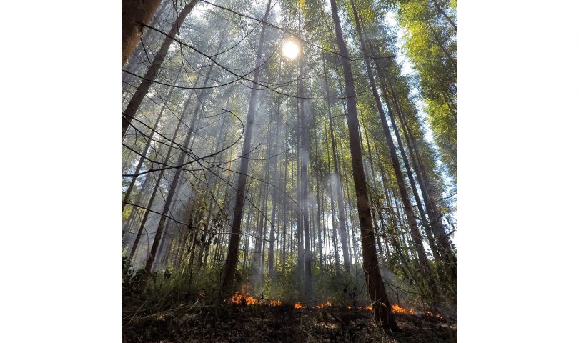 BRIGAID GIFF evaluates the use of prescribed fires in eucalyptus plantations in Mozambique BRIGAID GIFF evaluates the use of prescribed fires in eucalyptus plantations in Mozambique