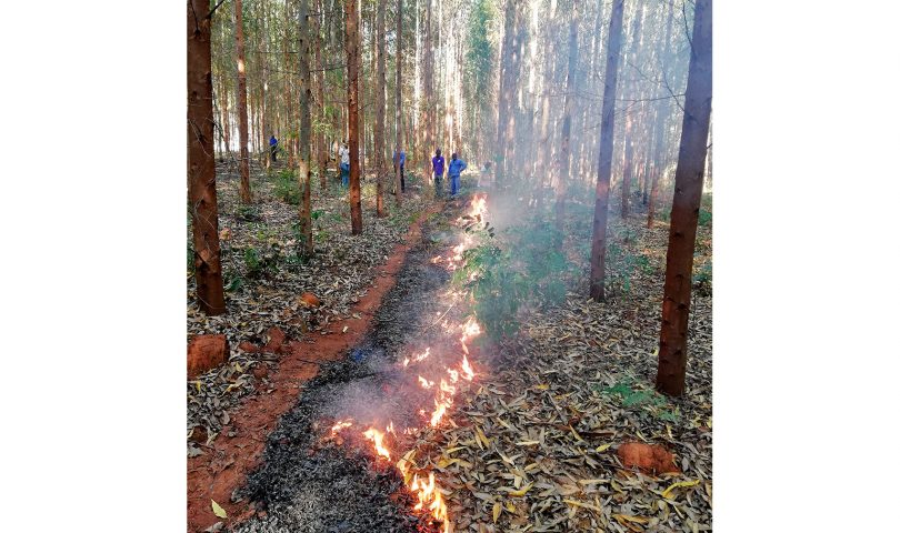 BRIGAID GIFF evaluates the use of prescribed fires in eucalyptus plantations in Mozambique BRIGAID GIFF evaluates the use of prescribed fires in eucalyptus plantations in Mozambique