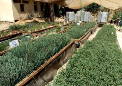 Halophyte Zeolite Wetlands
